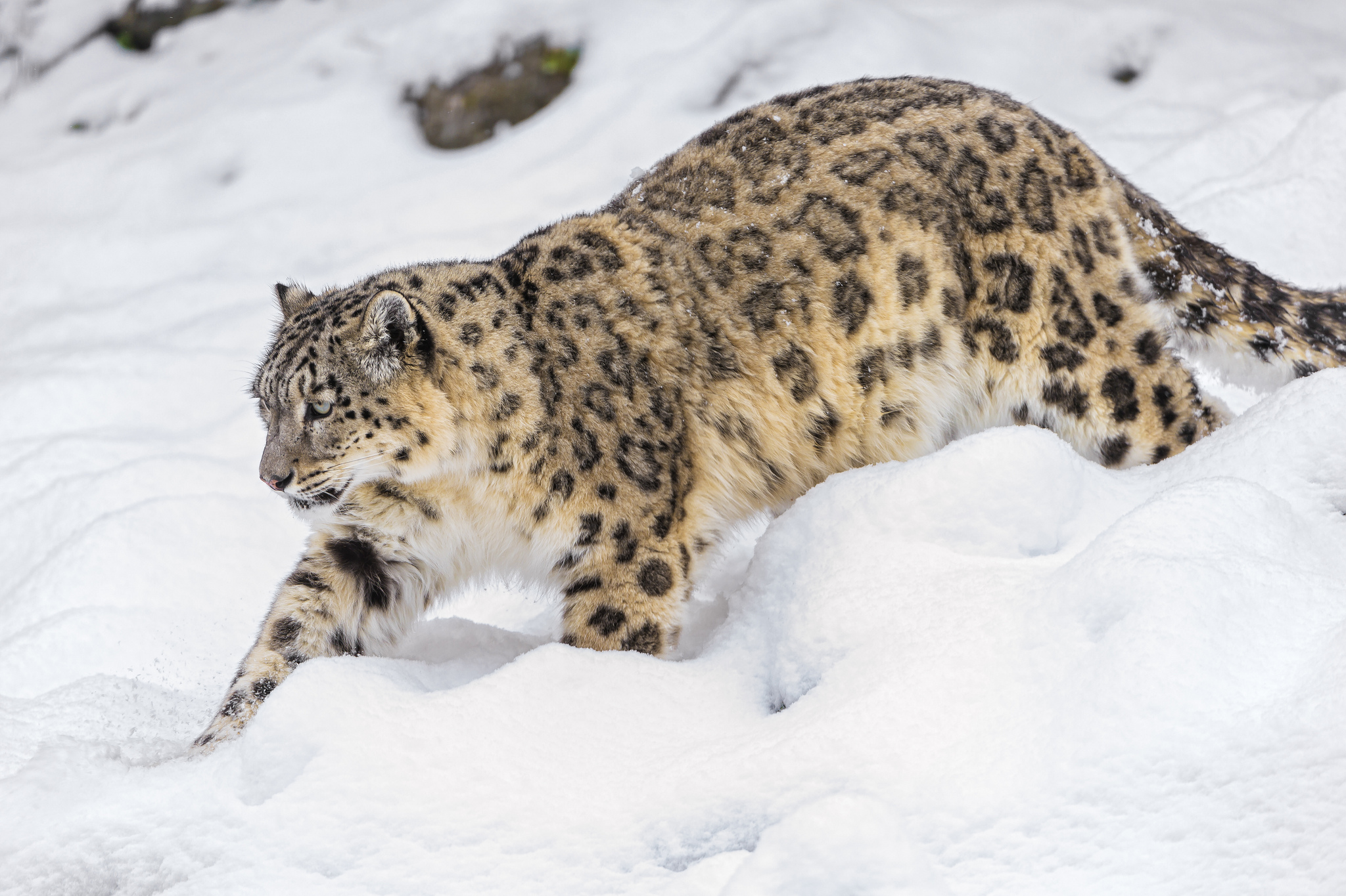 Impacts and Assessment of the Endangered Snow Leopard: A